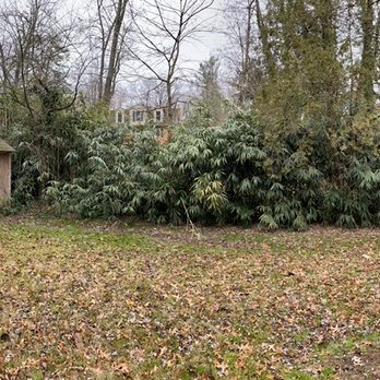 Landscape and Drainage Services - Bamboo infestation - Landscaping Near Me - Vienna, Virginia Landscape and Drainage Services - Bamboo infestation - Landscaping Near Me - Vienna, Virginia