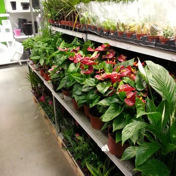 IKEA - More plants - Furniture Stores Near Me - Costa Mesa, California IKEA - More plants - Furniture Stores Near Me - Costa Mesa, California