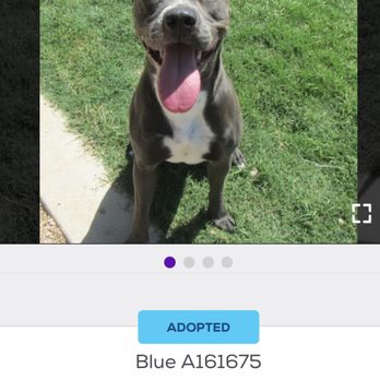 Plano Animal Services - Adopted! - Animal Shelters Near Me - Plano, Texas