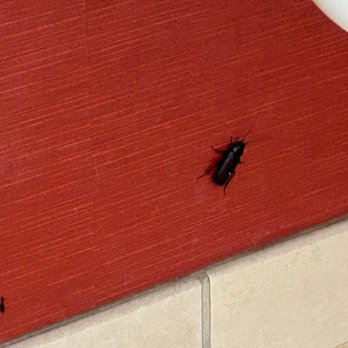 Courtyard by Marriott Texarkana - A bug in our room - Hotels Near Me - Texarkana, Texas