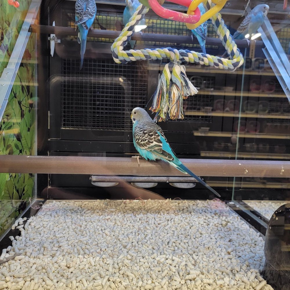 PetSmart - Birds - Pet Groomers Near Me - San Diego, California PetSmart - Birds - Pet Groomers Near Me - San Diego, California