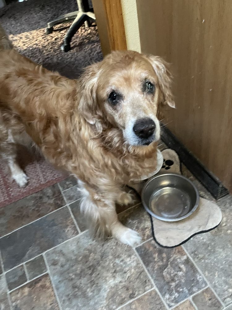 VISTA ANIMAL HOSPITAL Updated September 2024 17 Reviews 1985 S