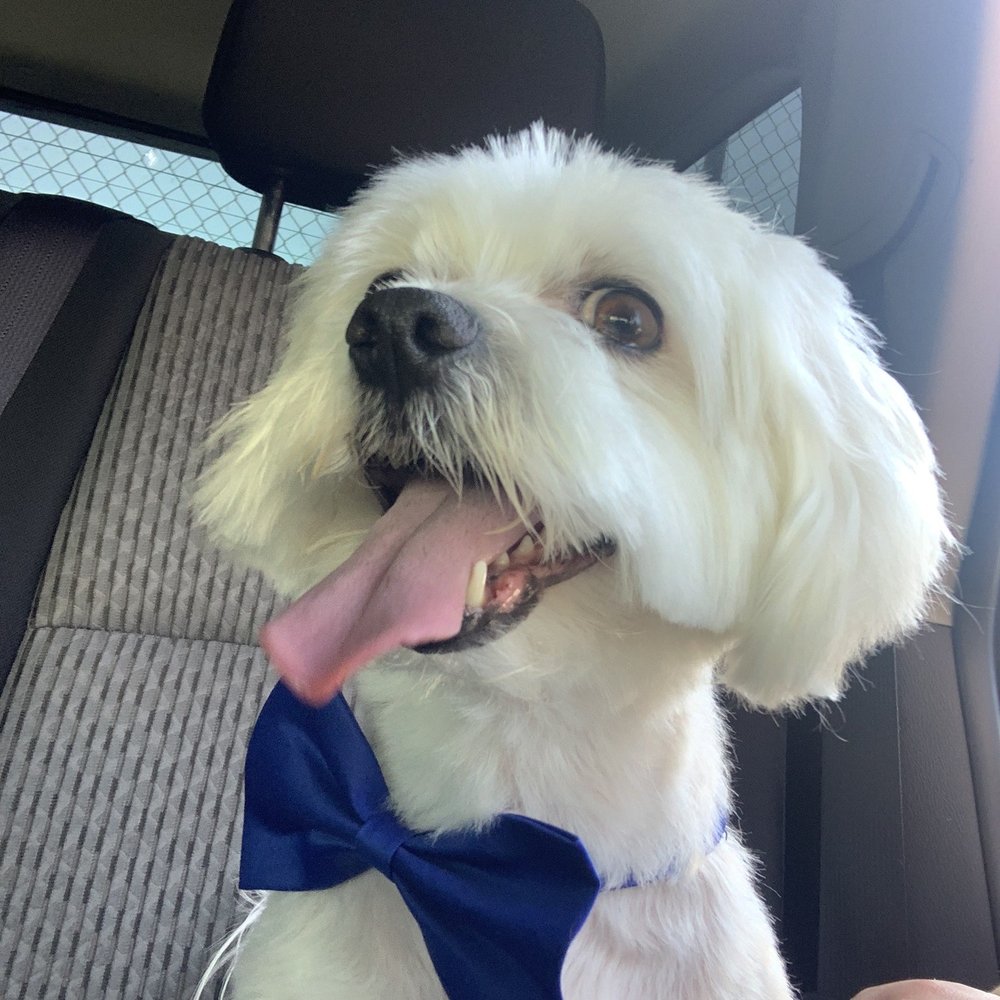 We Groom Pets - Charlie - Pet Groomers Near Me - Downey, California We Groom Pets - Charlie - Pet Groomers Near Me - Downey, California