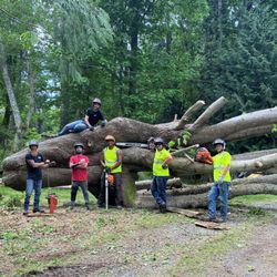 Sauve & Sons Tree Work