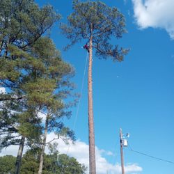 Gomez Tree services