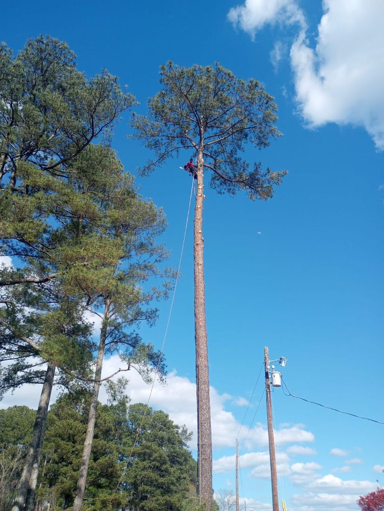 Gomez Tree services - tree service in Raleigh, NC