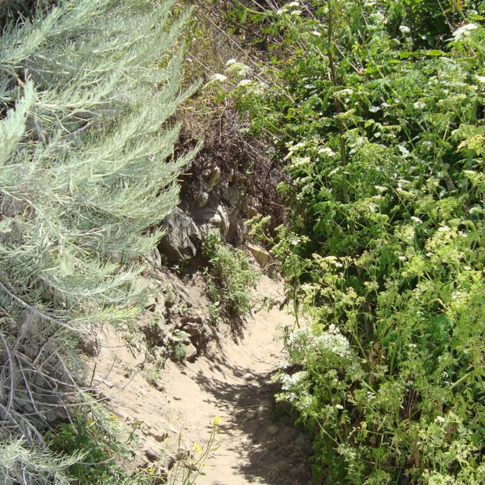 Bonny Doon Beach - narrow path down to beach. - Beaches Near Me - Santa Cruz, California