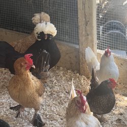 Cindy Lu's Petting Zoo