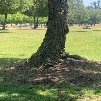 Woodward Park - Reminded me of the giving tree - Parks Near Me - Fresno, California Woodward Park - Reminded me of the giving tree - Parks Near Me - Fresno, California