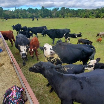 Legare Farms - a large group of cattle grazing in a field - Farms Near Me - Johns Island, South Carolina