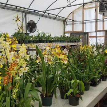 Rainbeau Orchids - Oncidium table - Nurseries & Gardening Near Me - Alpharetta, Georgia
