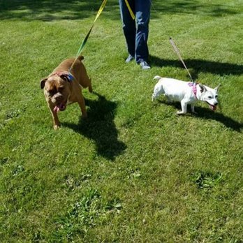 The Pet Buddy Service - The Pet Buddy Service - Pet Sitting Near Me - Jackson, Michigan The Pet Buddy Service - The Pet Buddy Service - Pet Sitting Near Me - Jackson, Michigan