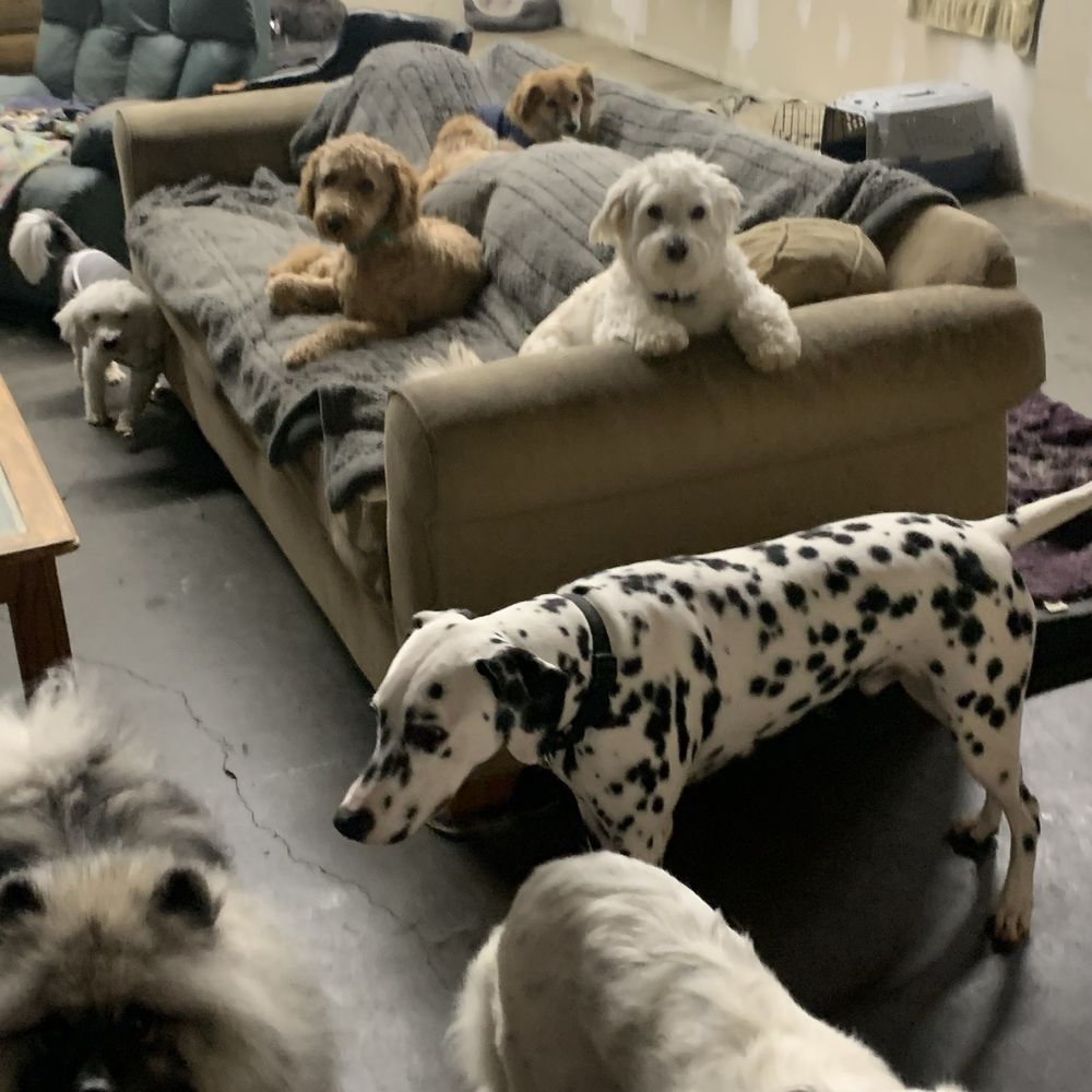 Noodle hanging out with the gang :) lots of doggos to play with and comfy sofas for him to lay on! Noodle hanging out with the gang :) lots of doggos to play with and comfy sofas for him to lay on!