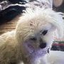 Photo of Carolyn's Pretty Pups