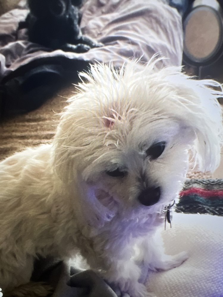 Carolyn's Pretty Pups Image