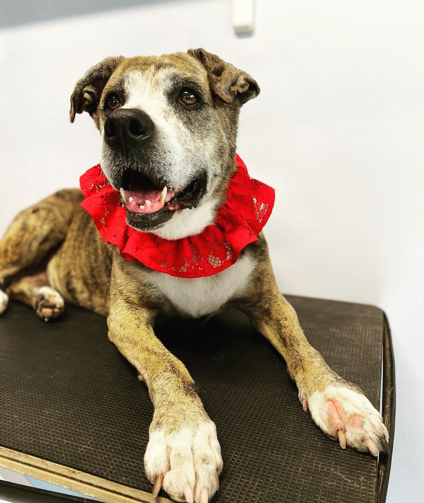 ANGIES GROOMING Updated August 2024 Houston, Texas Pet Groomers Phone Number Yelp