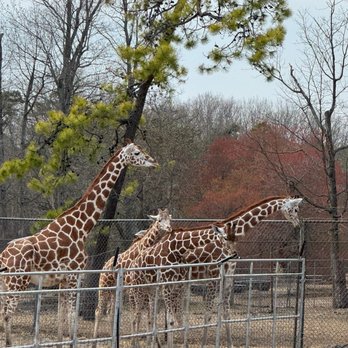 Six Flags Great Adventure - Amusement Parks Near Me - Jackson Township, New Jersey