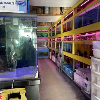 DD Fish-Pets - Another row of fish - Local Fish Stores Near Me - Santa Ana, California DD Fish-Pets - Another row of fish - Local Fish Stores Near Me - Santa Ana, California