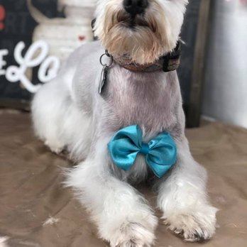 The Pooch Pamper Camper - Pet Groomers Near Me The Pooch Pamper Camper - Pet Groomers Near Me
