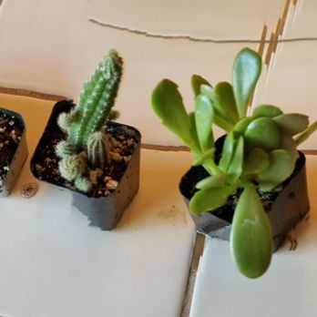 Succulents & More - Home Decor Near Me - Benicia, California Succulents & More - Home Decor Near Me - Benicia, California