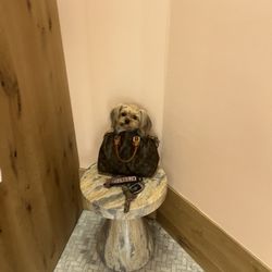 Aritzia - The fitting room with the cutest fur baby