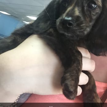 All About Puppies - Pet Stores Near Me - Largo, Florida