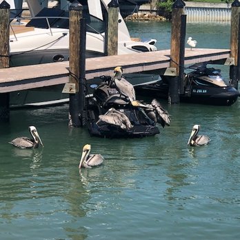 The Wharf - Pelicans hanging out at the Wharf's dock. - Seafood Near Me - St Pete Beach, Florida The Wharf - Pelicans hanging out at the Wharf's dock. - Seafood Near Me - St Pete Beach, Florida