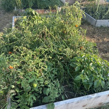 Dometop Community Garden - Community Gardens Near Me - Tacoma, Washington Dometop Community Garden - Community Gardens Near Me - Tacoma, Washington