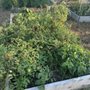 Photo of Dometop Community Garden