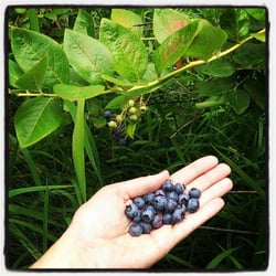 Carr's Organic Blueberry Farm