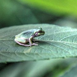 A little tree frog waiting for a meal...