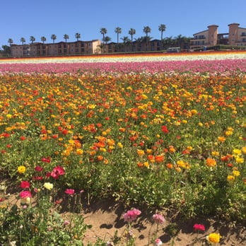 The Flower Fields - Venues & Event Spaces Near Me - Carlsbad, California