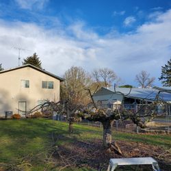 Wild Geese Tree Care