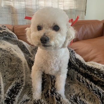 Messy Mutt - Pet Groomers Near Me Messy Mutt - Pet Groomers Near Me