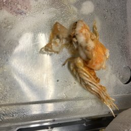 Shrimp with poop sack intact Cielo Mar Y Tierra