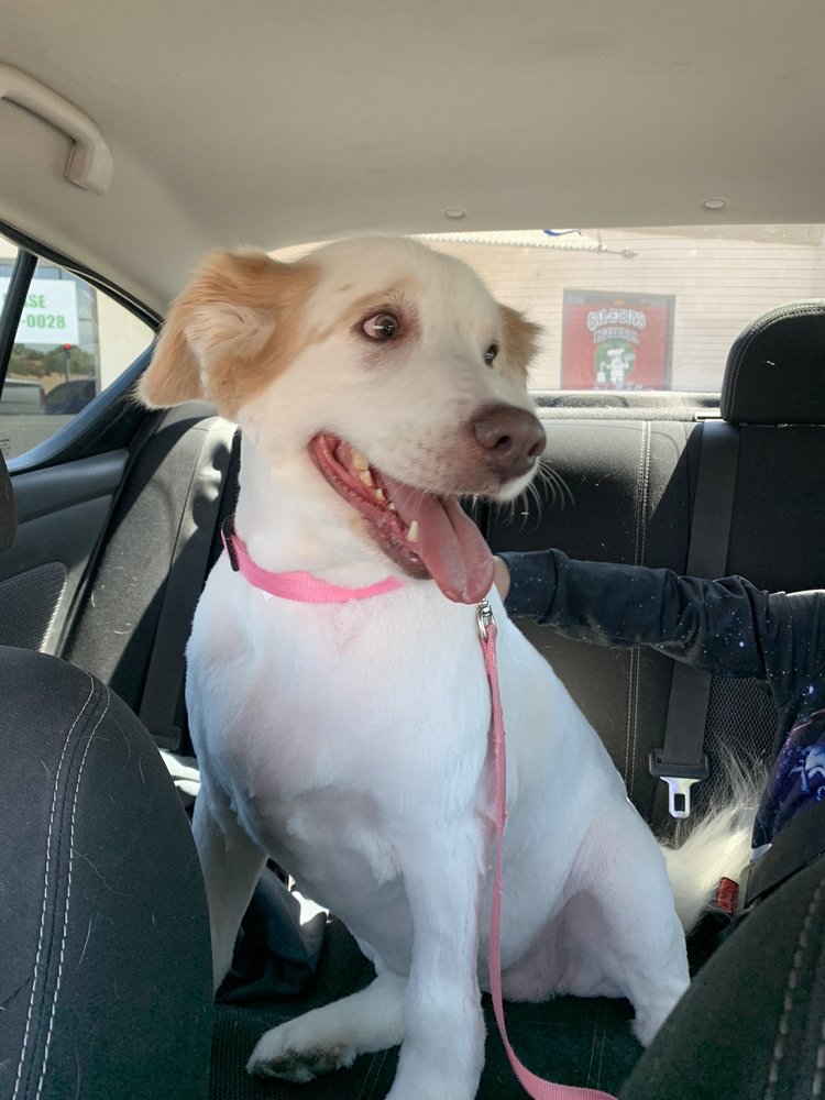 BEST FRIENDS GROOMING Updated August 2024 11 Photos & 17 Reviews