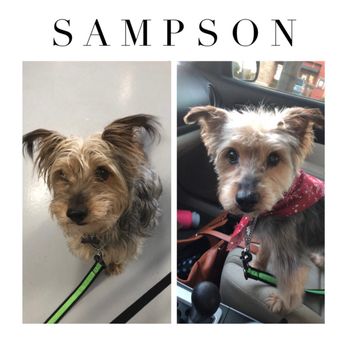 FURology Pet SPaw - Sampson - Pet Groomers Near Me - Santee, California FURology Pet SPaw - Sampson - Pet Groomers Near Me - Santee, California