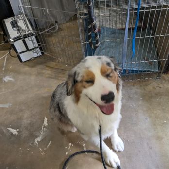 Debbie's Doggie Spa - This was a beautiful dog. She was a collie mixed with catahoula not something you see everyday. She love treats - Pet Groomers Near Me - Sebring, Florida