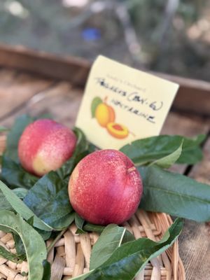 Andy's Orchard by null