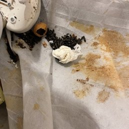 Rat feces and urine in my unit.