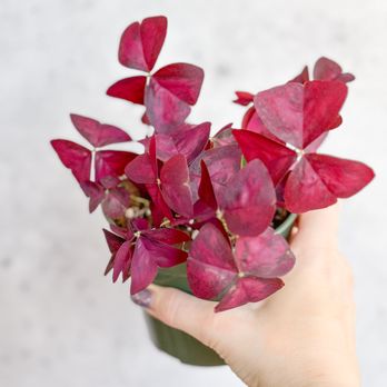 Ed’s Plant Shop - Oxalis Purple - Nurseries & Gardening Near Me - Brooklyn, New York Ed’s Plant Shop - Oxalis Purple - Nurseries & Gardening Near Me - Brooklyn, New York