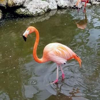 Flamingo Gardens - Botanical Gardens Near Me - Davie, Florida Flamingo Gardens - Botanical Gardens Near Me - Davie, Florida