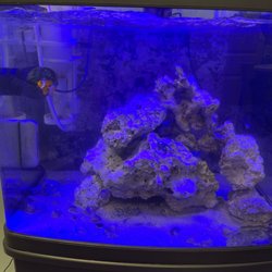 Blue Fish Aquarium - Nemo happily in his new home