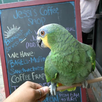 Jessi's Coffee Shop - Poochie is visiting Jessis. - Coffee & Tea Near Me - Brooklyn, New York