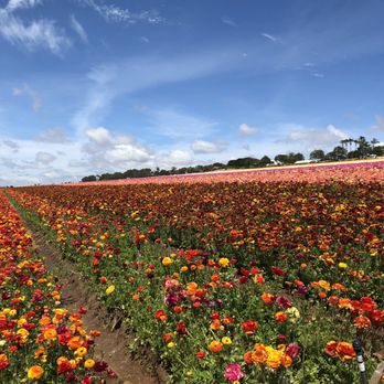 The Flower Fields - Venues & Event Spaces Near Me - Carlsbad, California