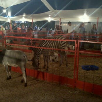 N.C. State Fairgrounds - zebra - Festivals Near Me - Raleigh, North Carolina