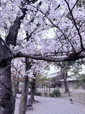 To-ji Temple by null