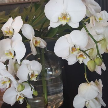 Santo Coffee - Beautiful orchids at the main counter (8/11/19) - Coffee & Tea Near Me - Seattle, Washington