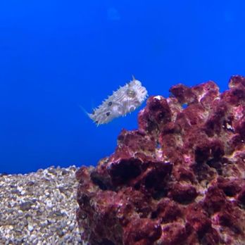 The Hidden Reef - Puffer fish - Local Fish Stores Near Me - Levittown, Pennsylvania