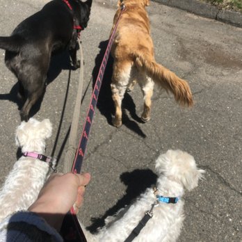 Whiskers While You Work - Walking with our Farmington midday crew! - Dog Walkers Near Me - Bloomfield, Connecticut